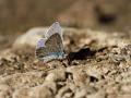 Polyommatus amandus (Çokgözlü Amanda)